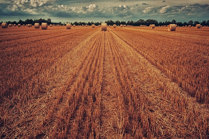 Pšenica a jačmeň